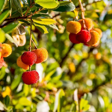 Apartament Flor De Sal Tavira